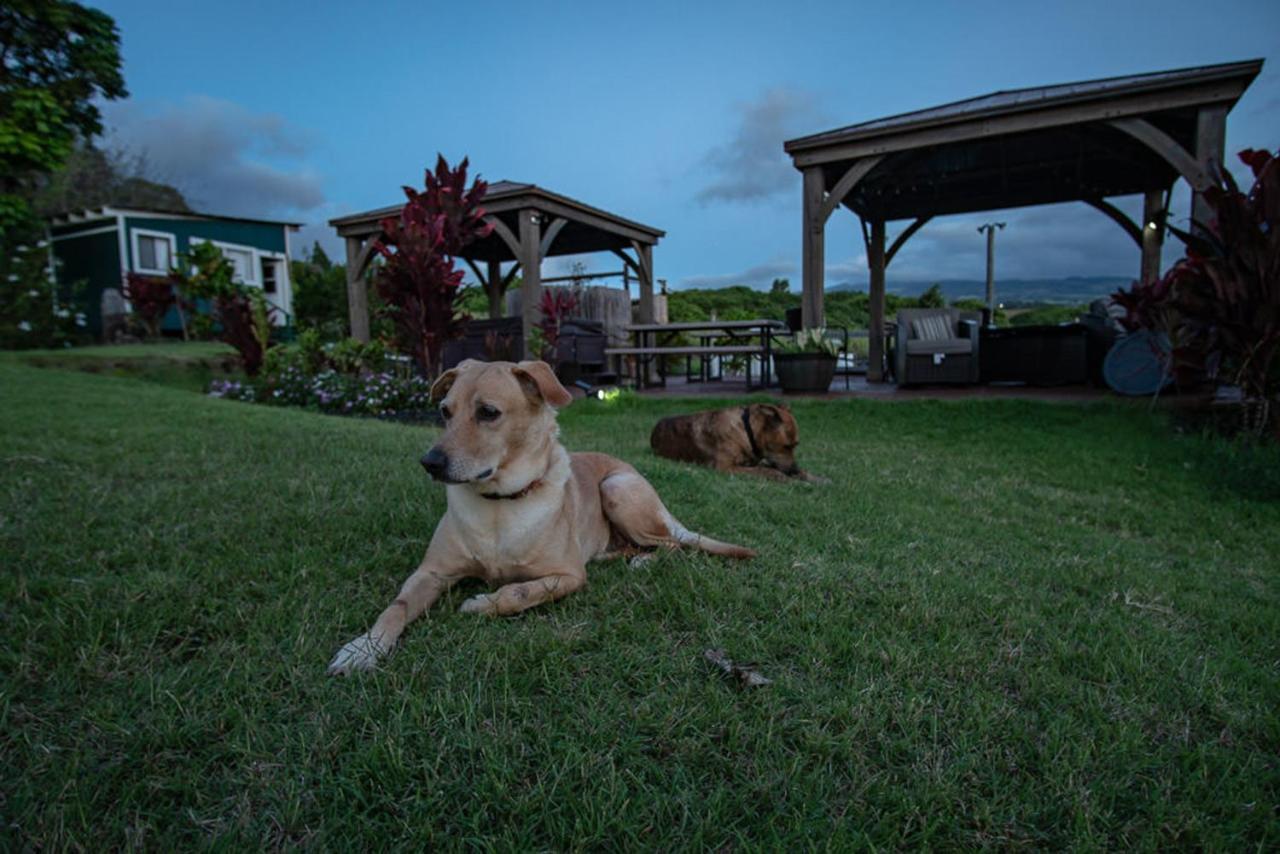 God'S Peace Of Maui Bed & Breakfast Makawao Dış mekan fotoğraf